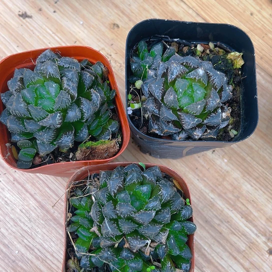 红岩玉露多肉多肉多肉