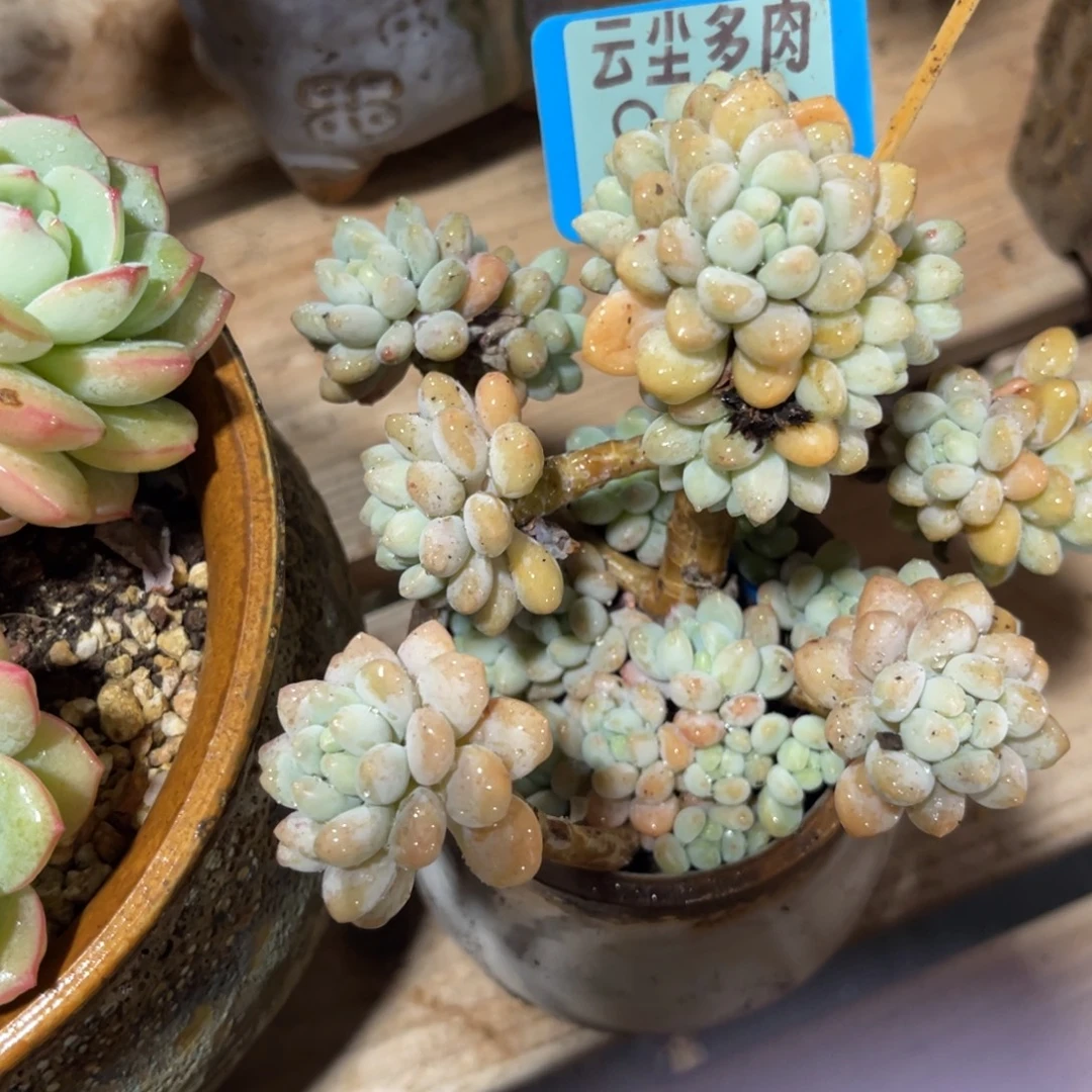 云尘多肉一物一拍989不含盆