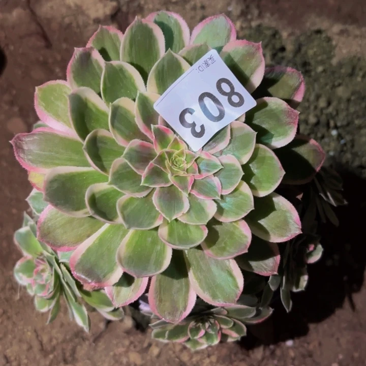 803玉芙蓉多肉植物不售后