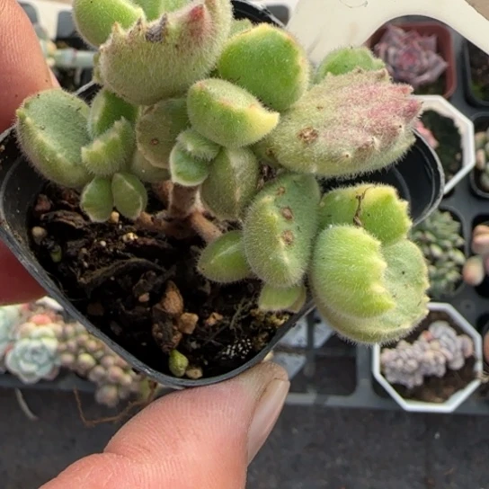 207白熊多肉植物多