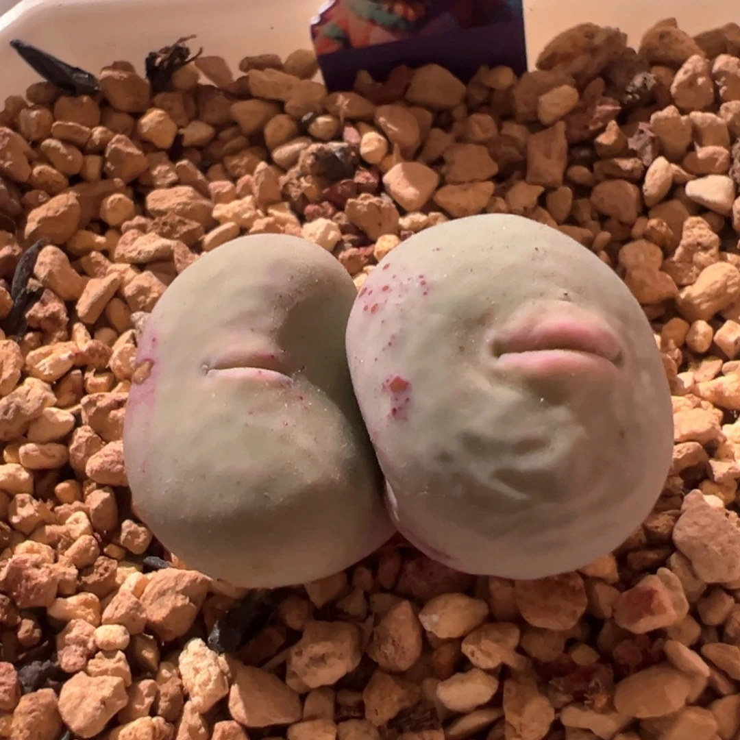 阿***薇0764，蛙哥v嘴433，肉锥植物