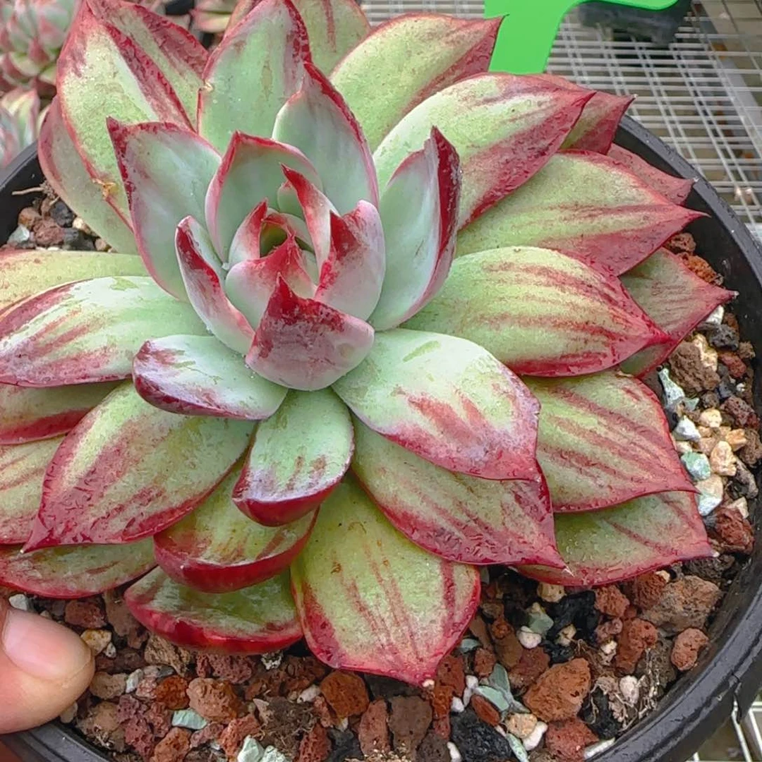 拂*组合套餐编号21号