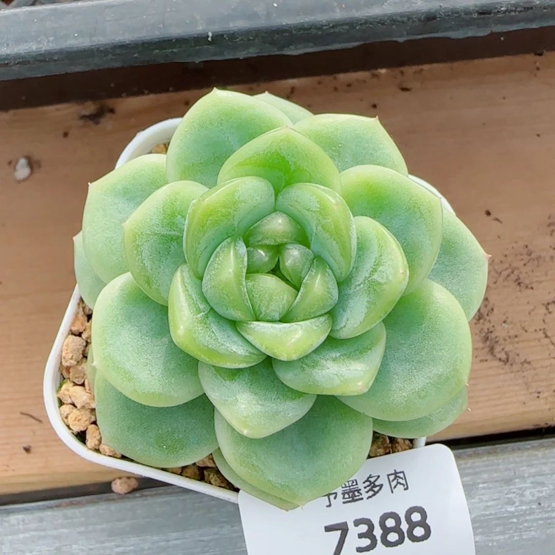 财富密码，7388多肉植物