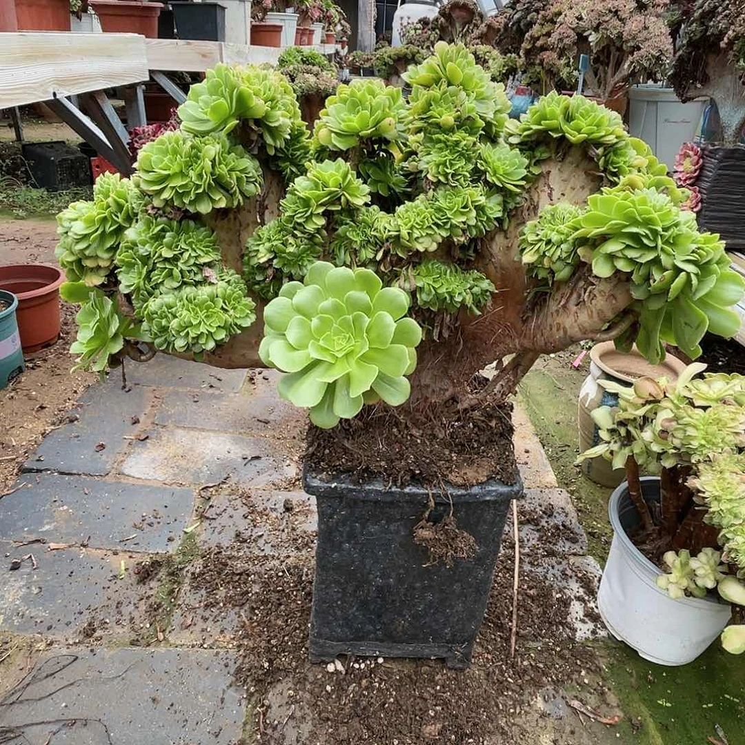 【闪购商品】全部花朵绿羊绒