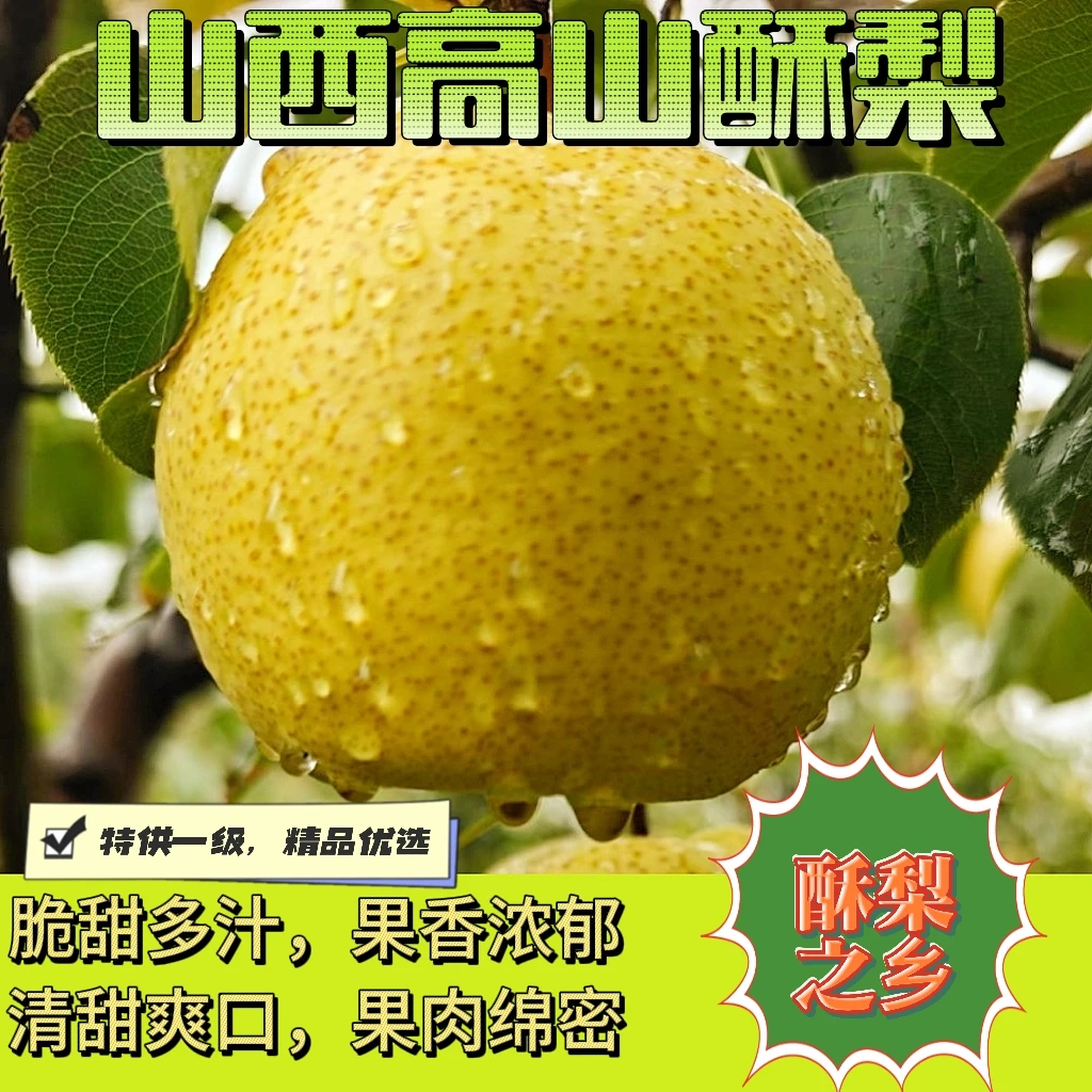 山西酥梨现摘新鲜绿色水果应季时令脆甜多汁薄皮梨秋冬养胃解渴