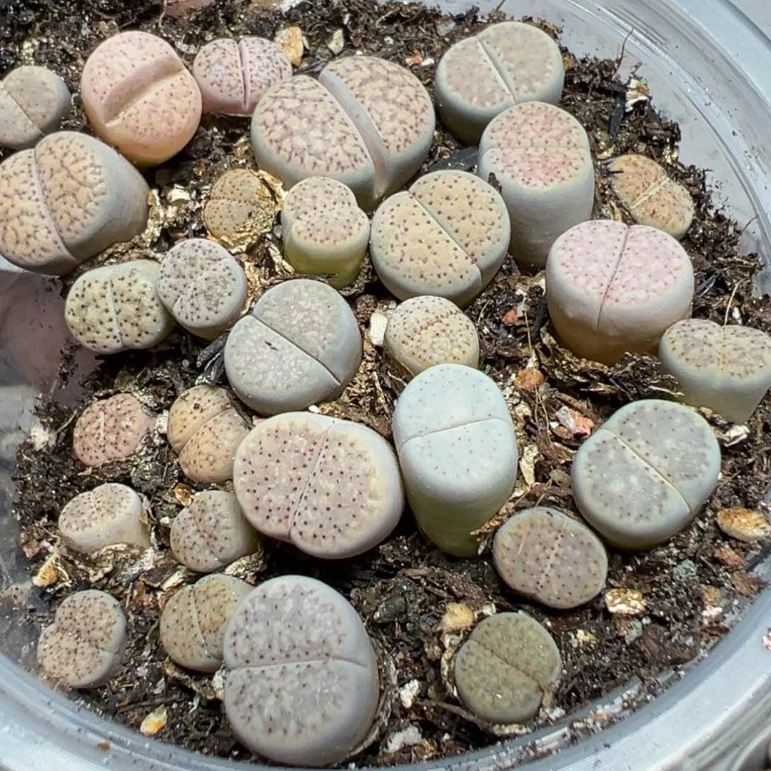 【闪购商品】 904。