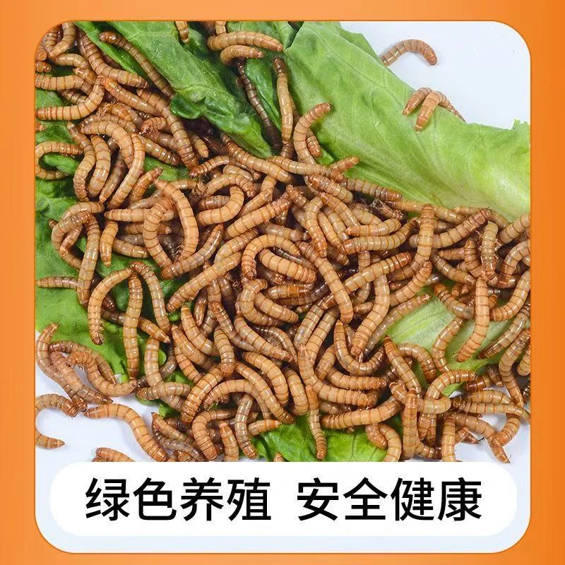 【开口虫】面包虫黄粉虫乌龟仓鼠蜘蛛蛙八哥鸟蝎子等动物活饲料