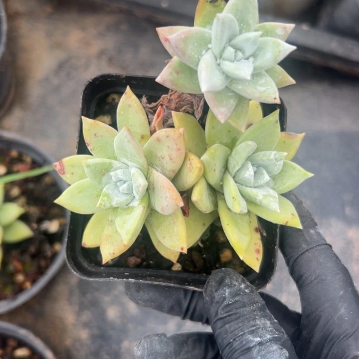 苹果叶#一物一拍2948