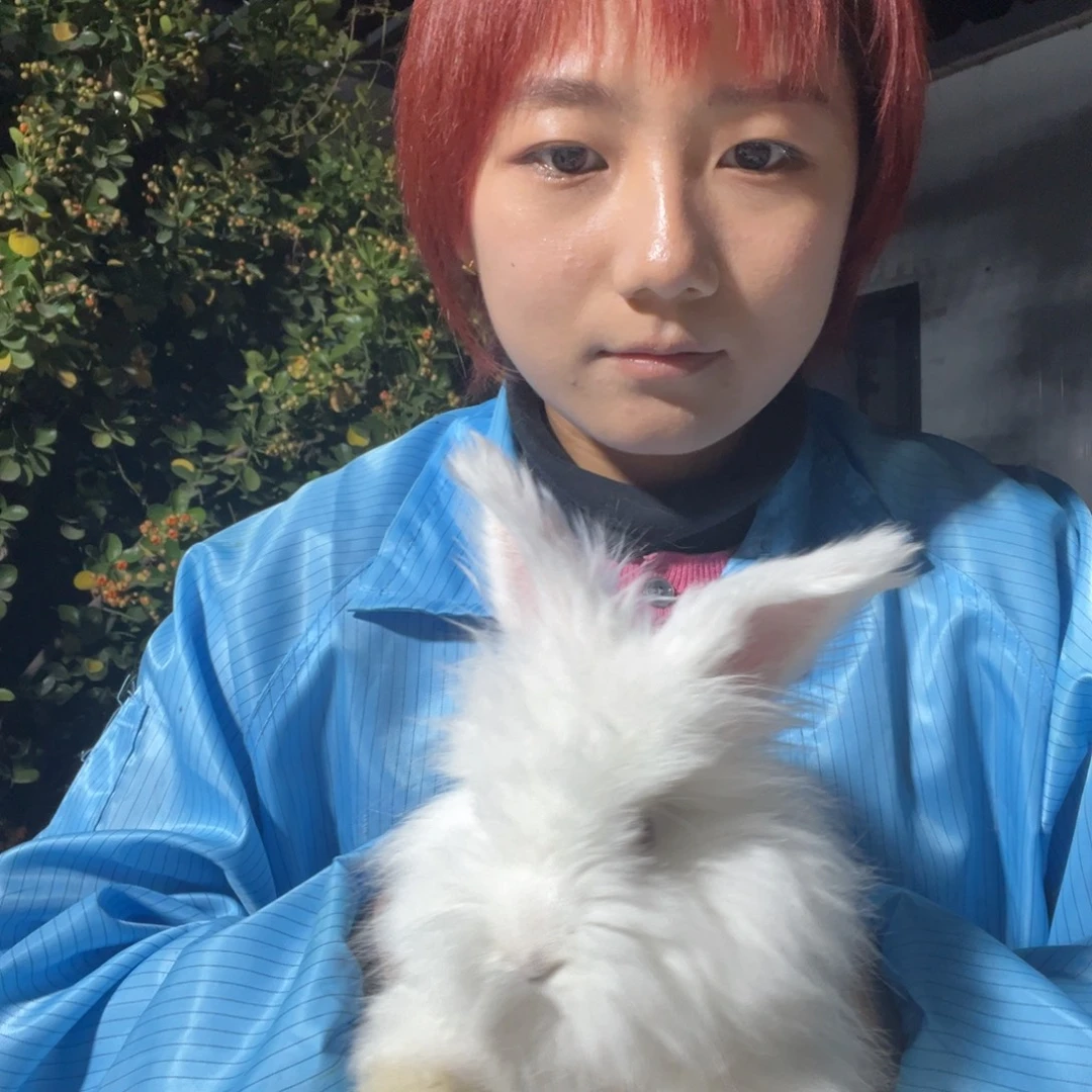 双血统英系安拉兔子