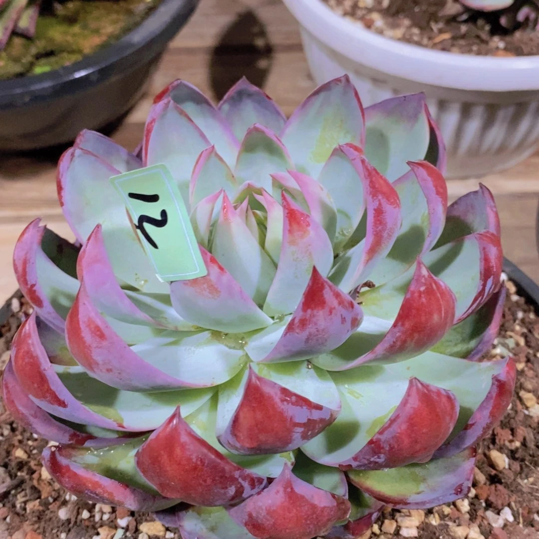 福利惊鸿仙子12