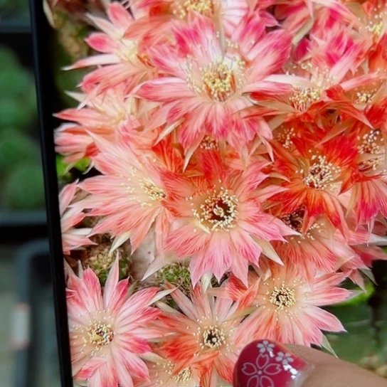 下59丽花平面模特歪无根侧芽3公分左右20包邮