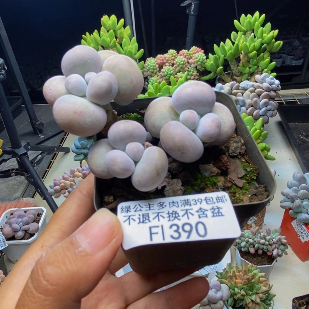390芭比奶多肉7cm
