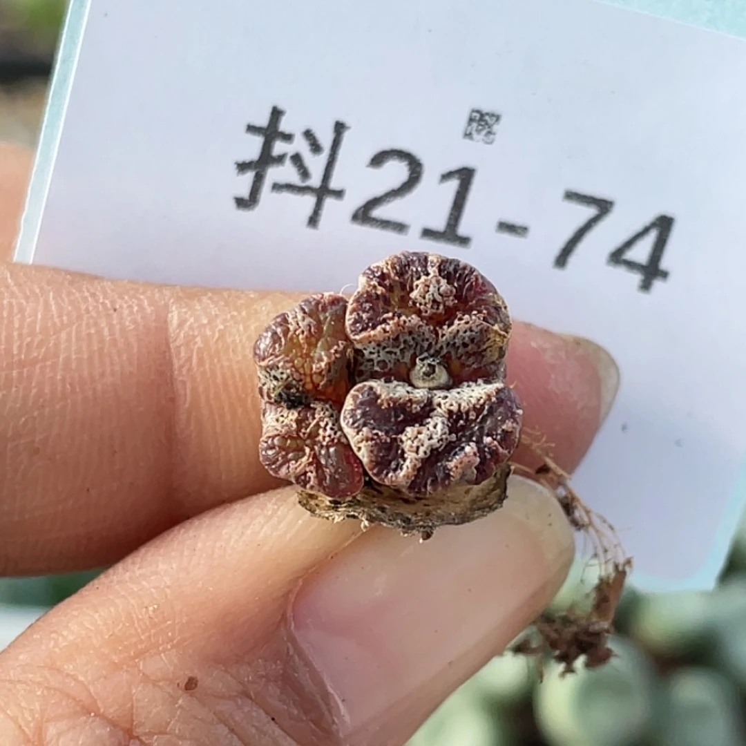 21-74超碟多肉植物