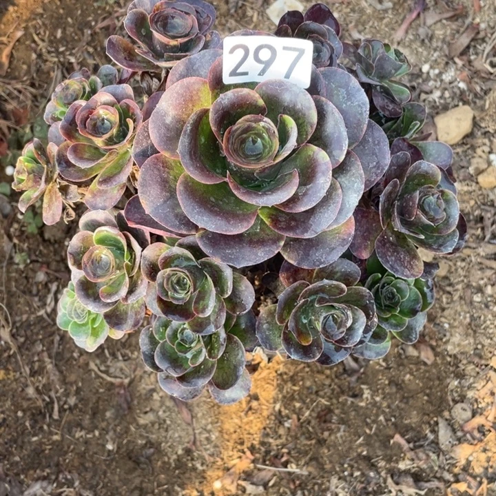 无花朵297魅金玫瑰对肉植物