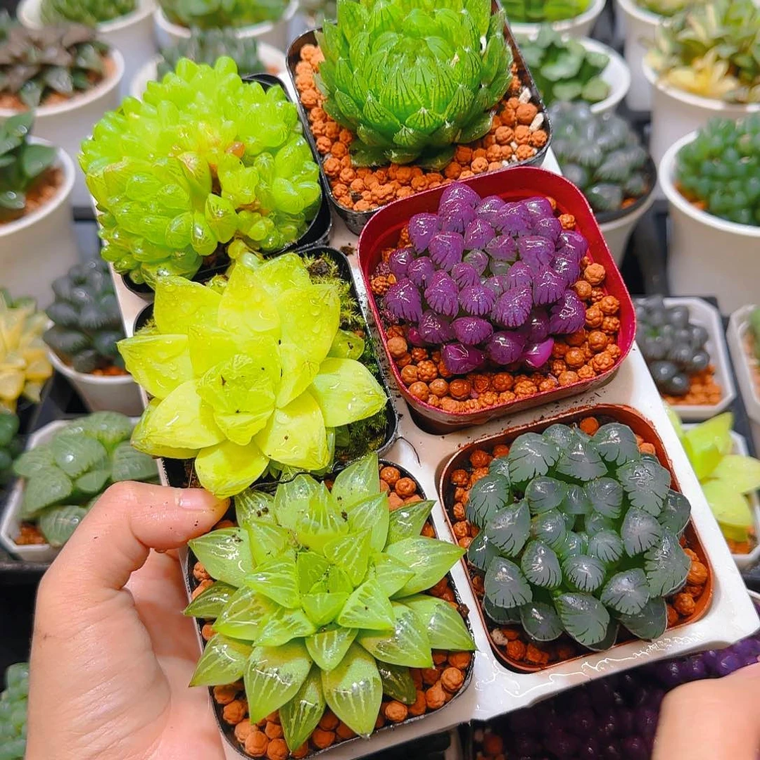 玉露群，蝉翼，黄金，紫宝石，玉露寿，冰灯