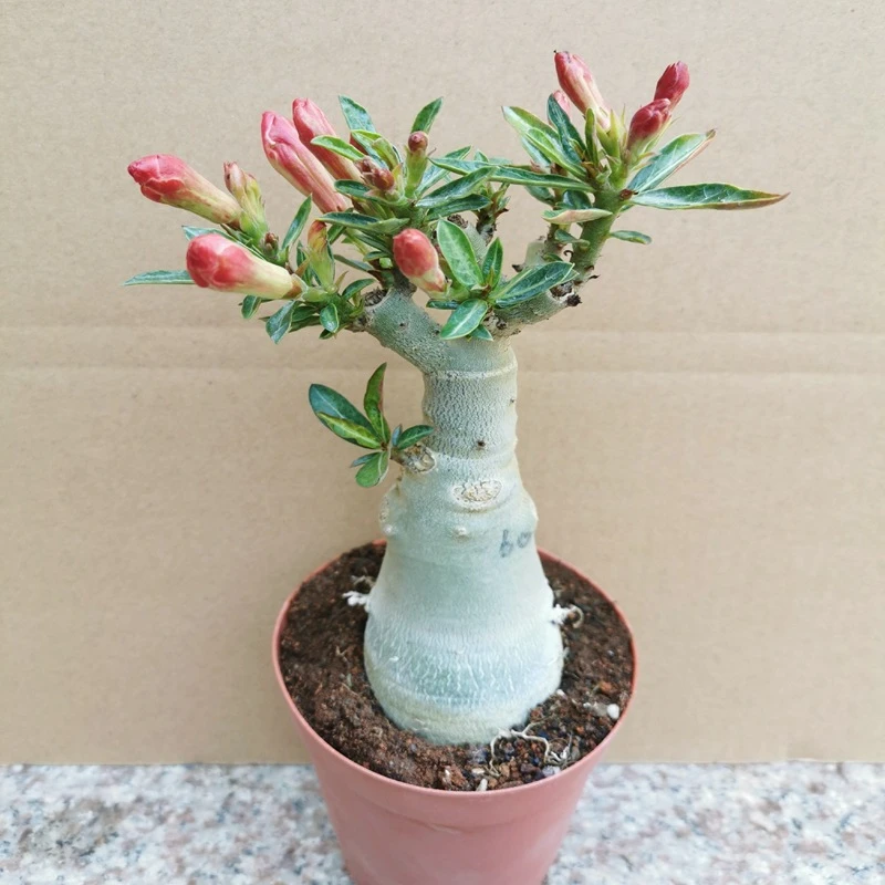 沙漠玫瑰盆栽花苗老桩四季开花不断好养阳台花卉多肉植物