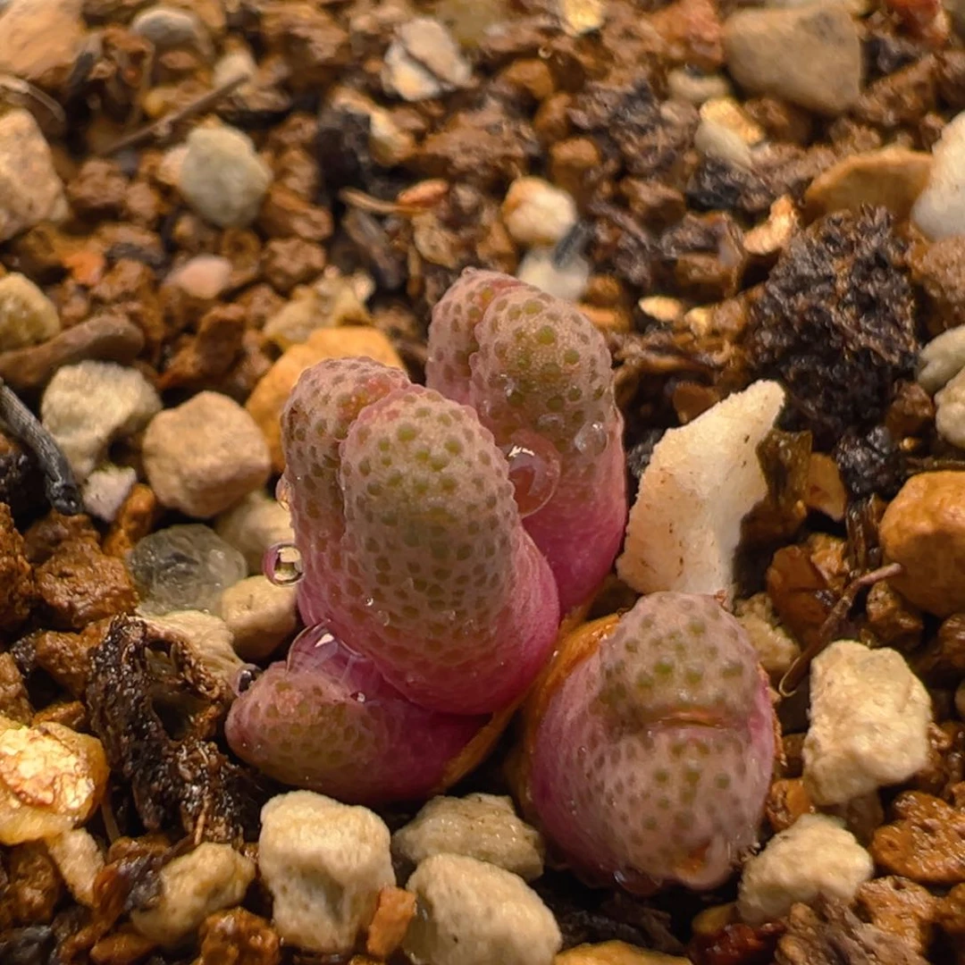 99多肉植物百科斑马