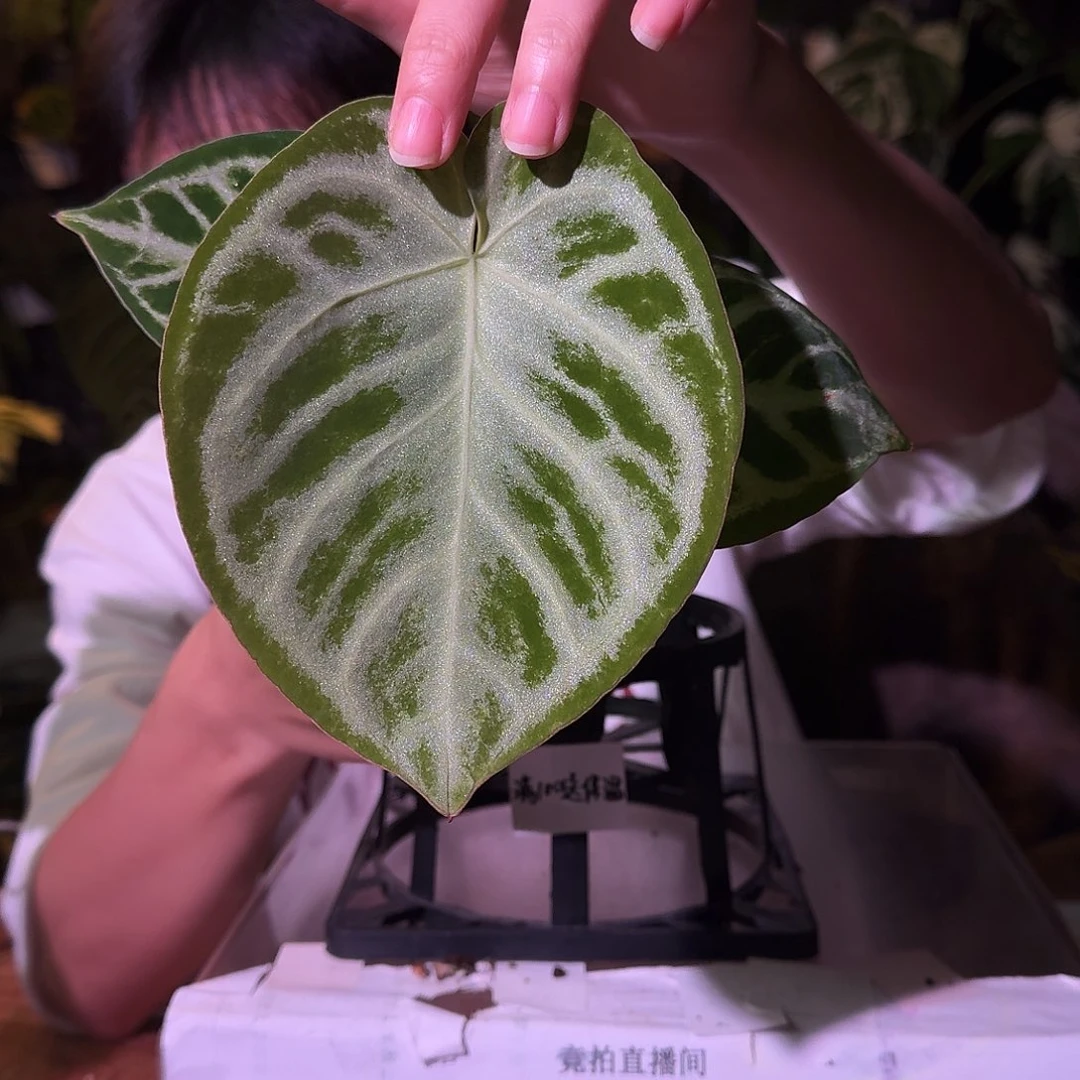 不开花植物G128面纱杂铜锣烧