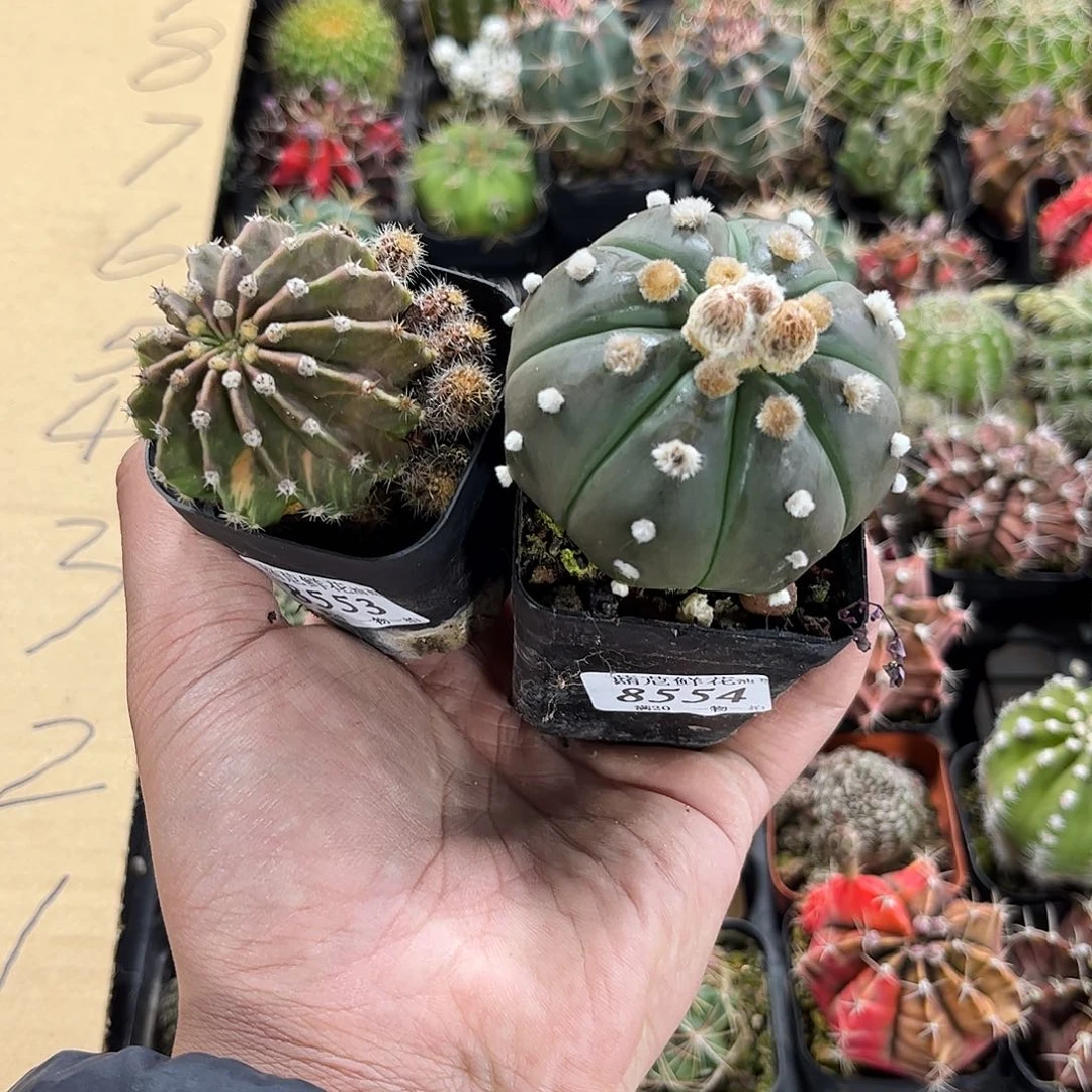 H****r8553-54一物一拍单头