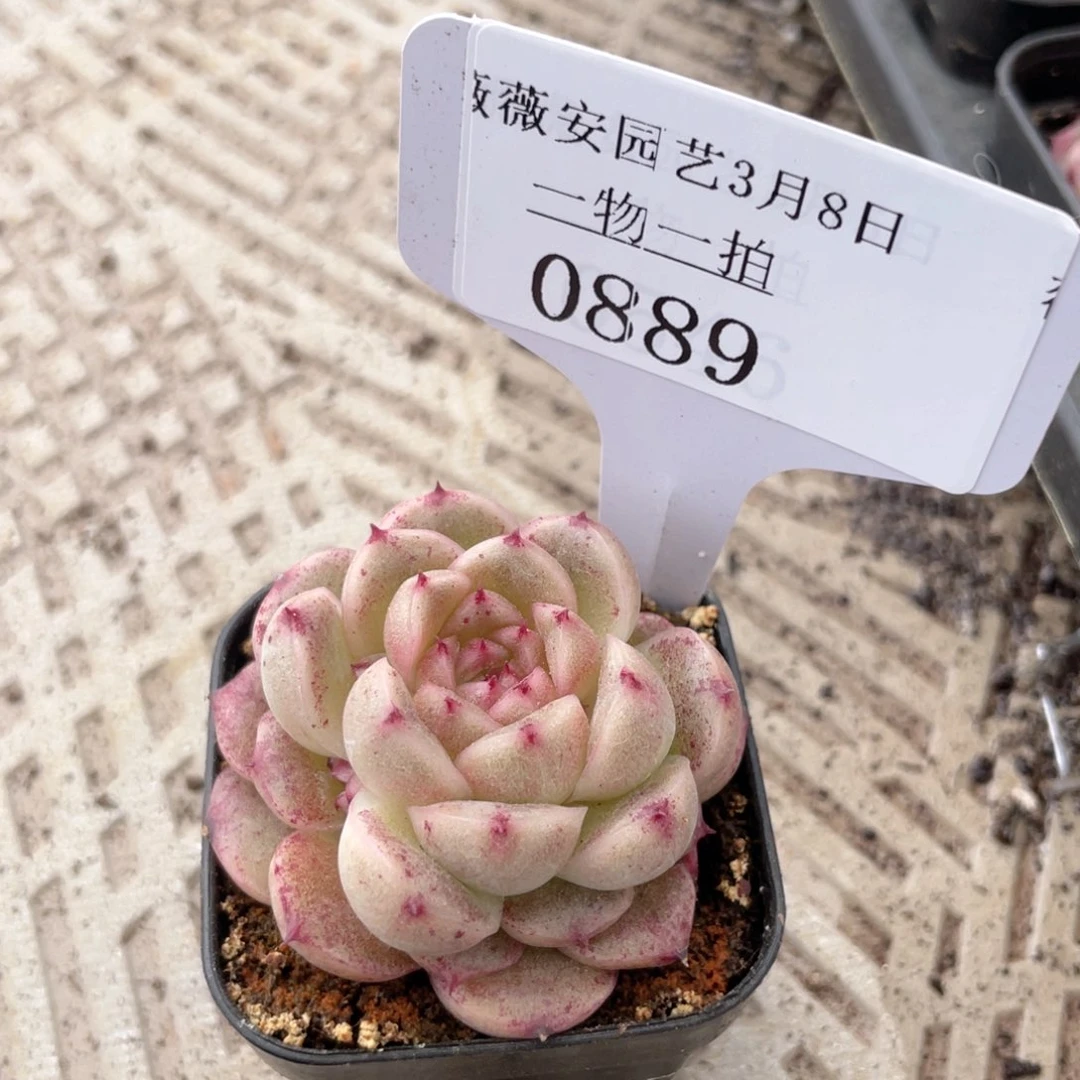 薇薇安园艺多肉0889