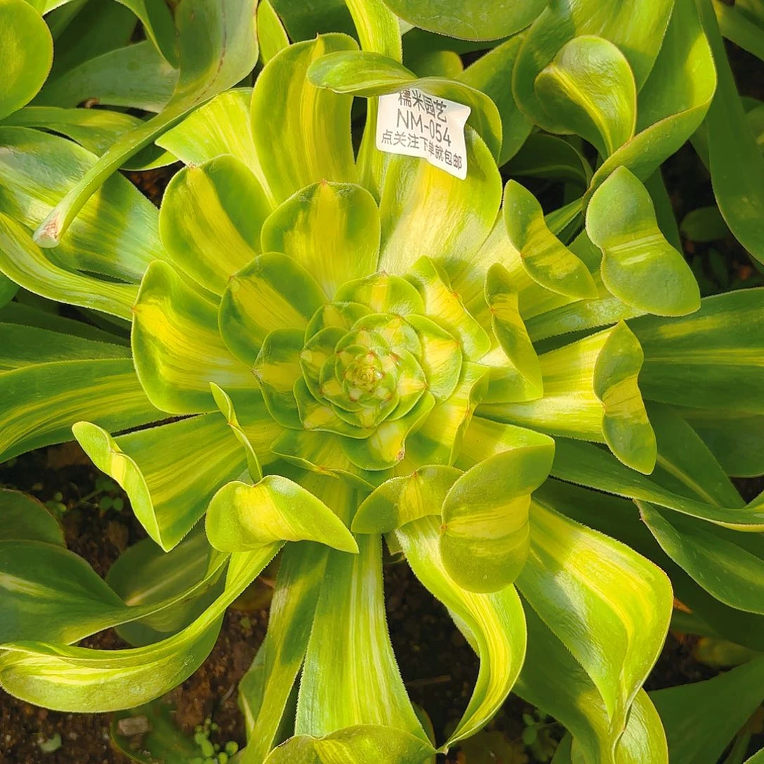 暴君多肉植物54园艺