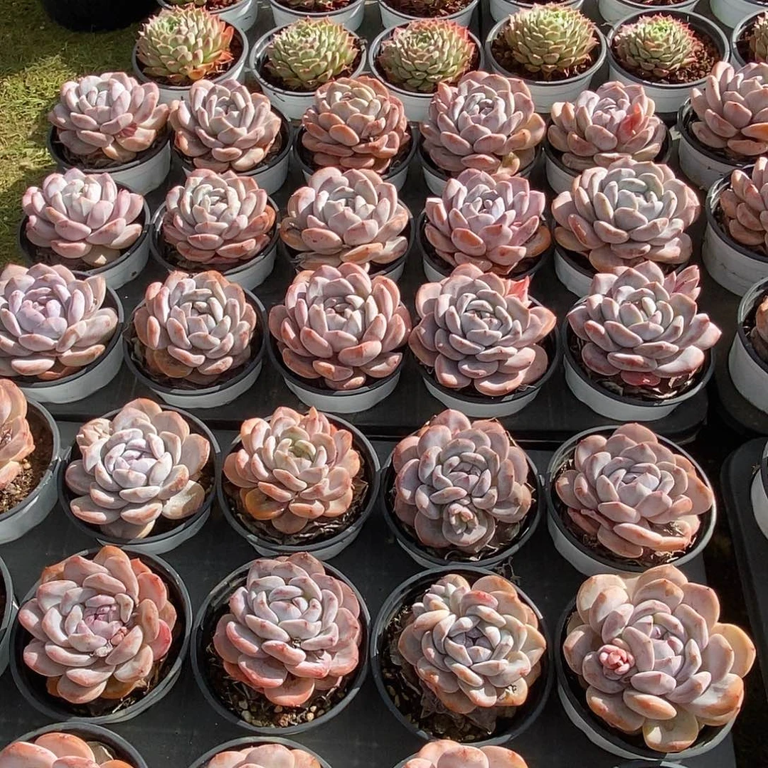 金汇园艺，团圆盆石榴籽单头