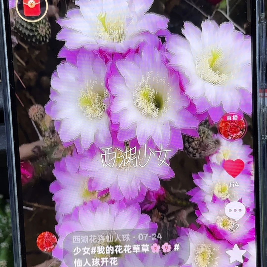 少女彩侧牙20包邮23