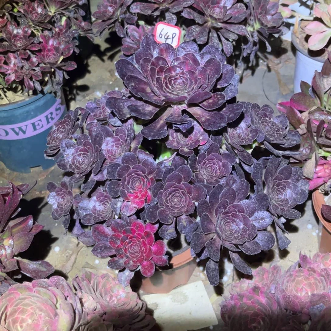 649多肉植物花蝴蝶