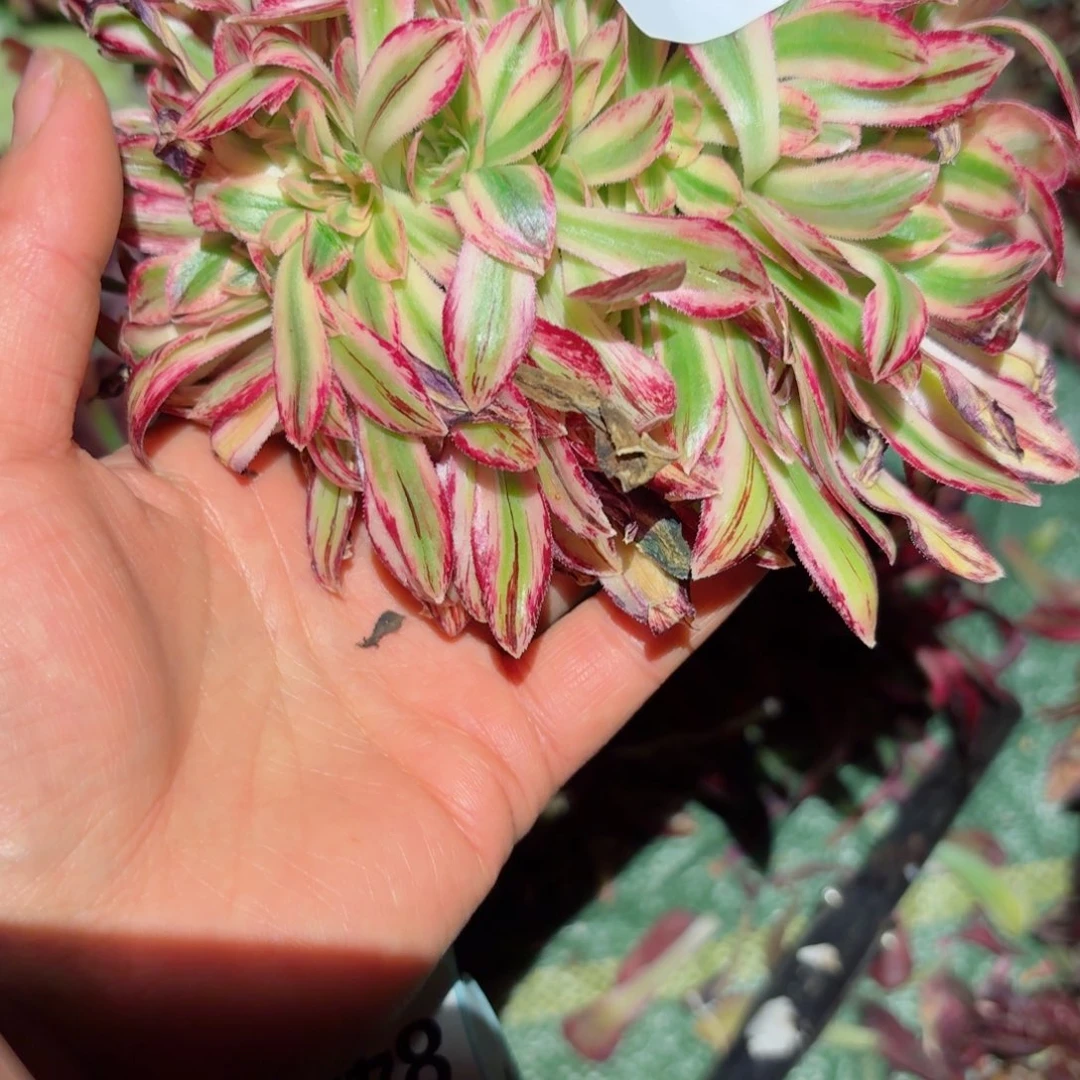 我8446 号多肉法师特价没有根