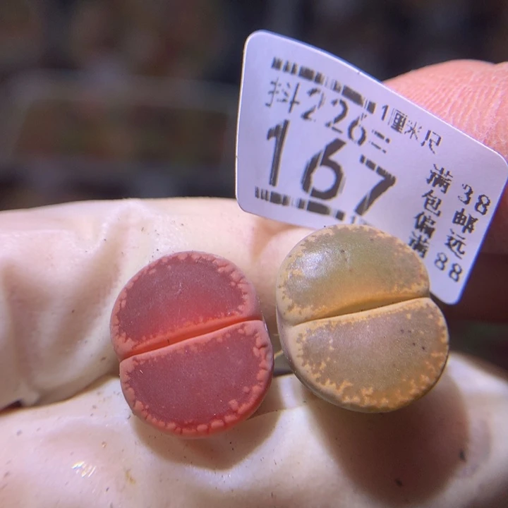 精品生石花226.167
