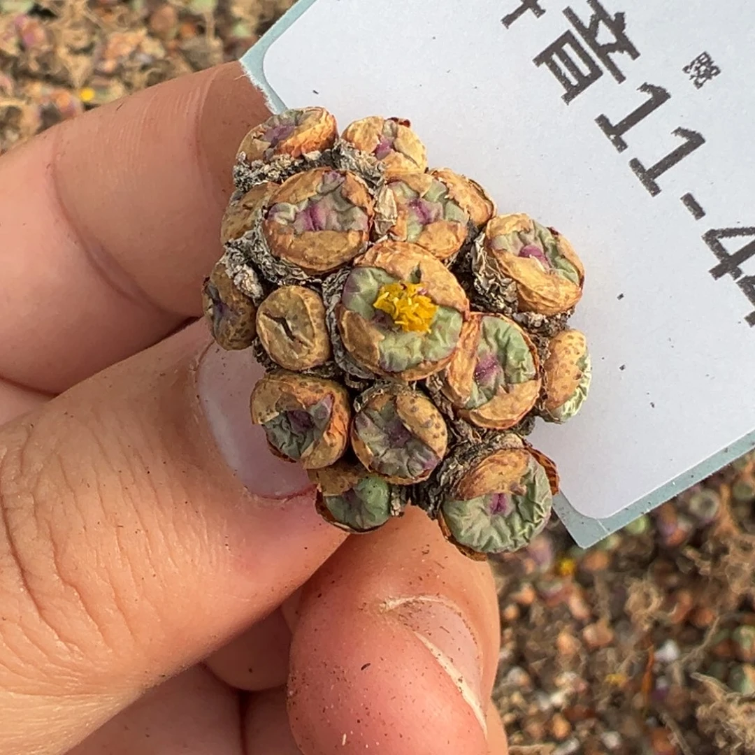 小***o11-44肉锥多肉植物