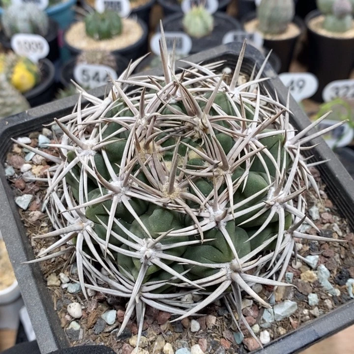 实生精控双刺碧岩玉79号9.5cm