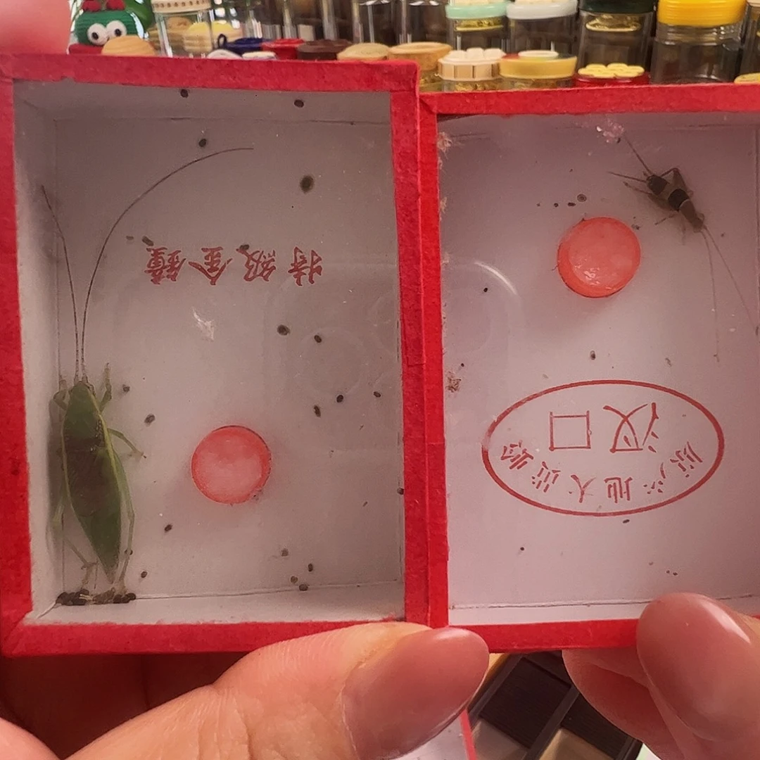 美***哈哈哈段须绿金钟➕水墨仙子