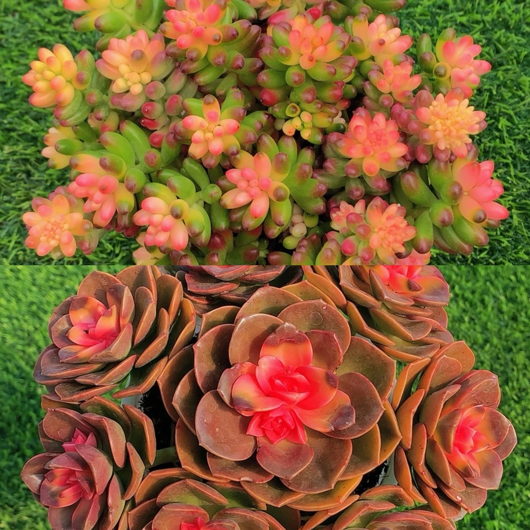 Z彩虹葡萄+爱莎公主组合  新手好养 美观多肉植物