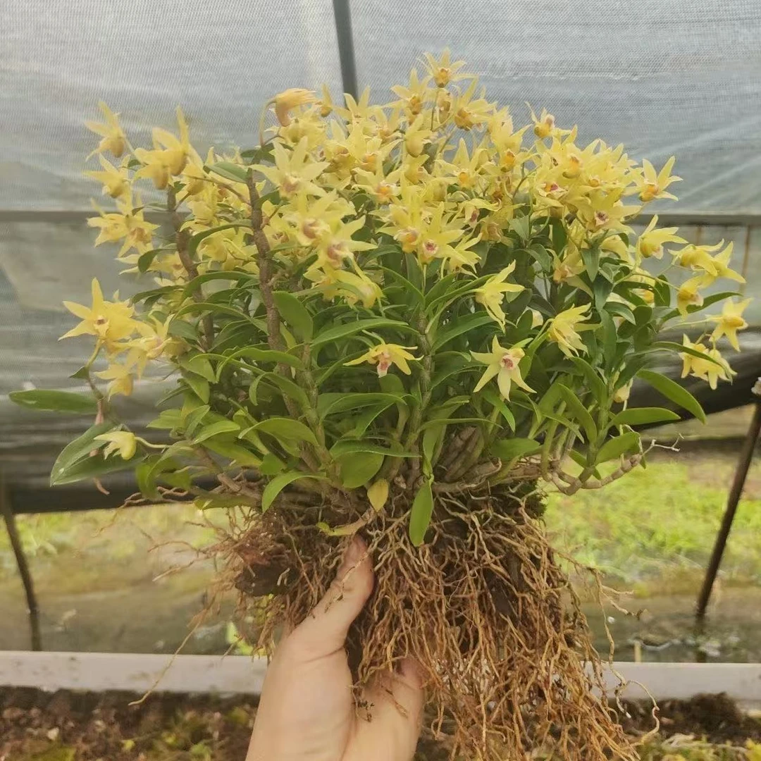 铁皮石斛兰秋石斛带花带花苞