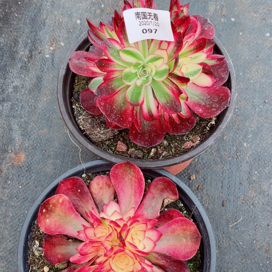 一物一拍多肉法师97