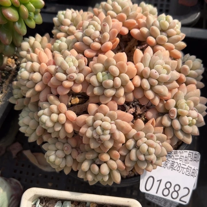 幸运儿是一位非常优秀又幸运