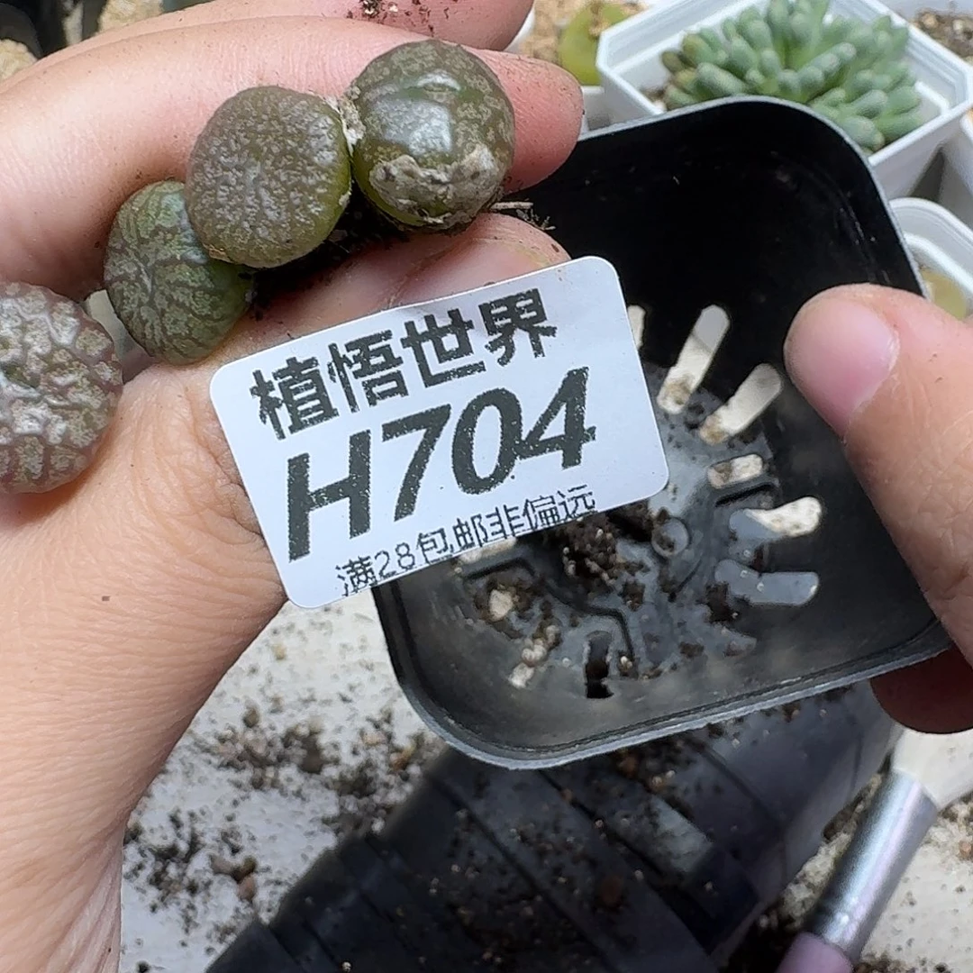 多肉植物的人啊gbjj