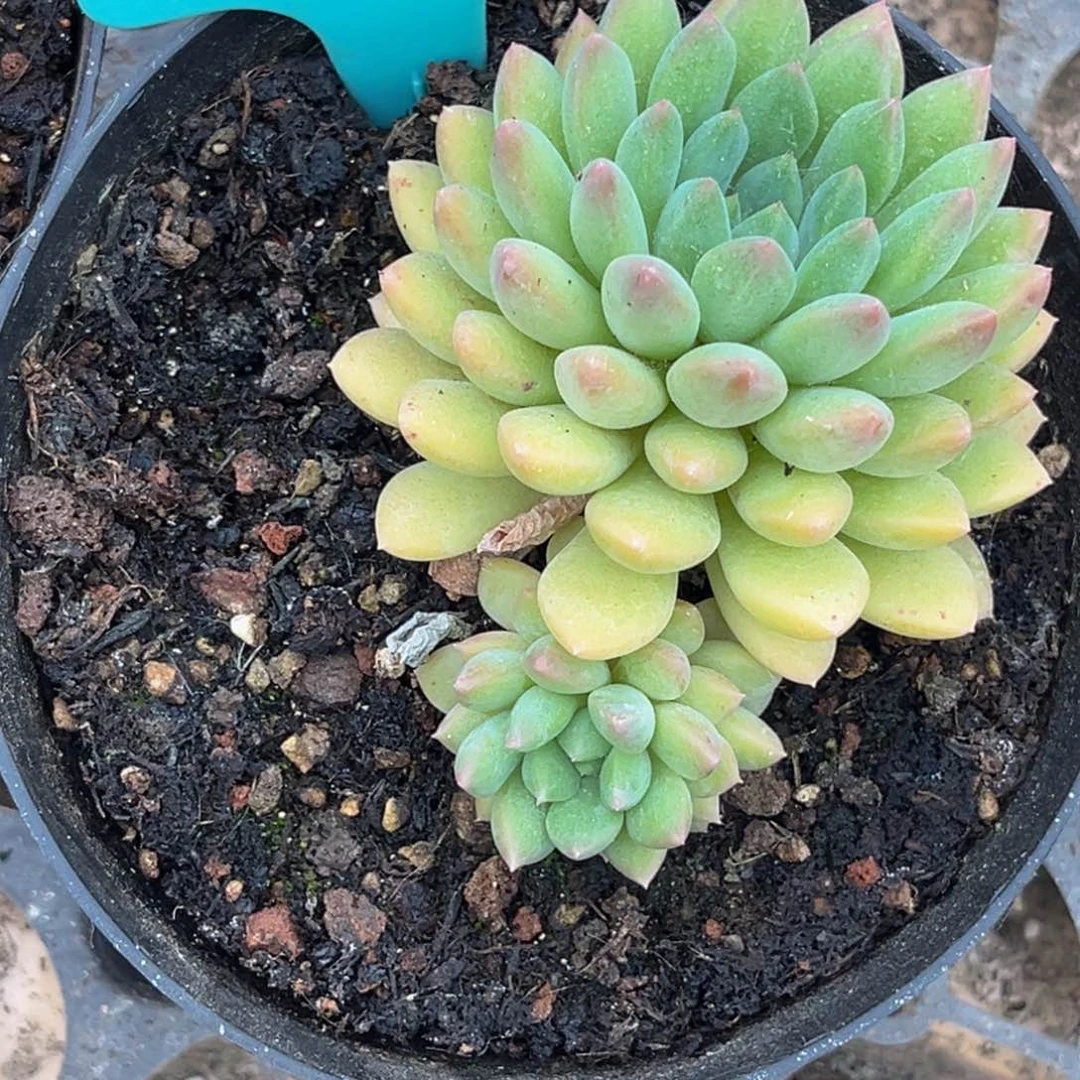 3615号上午多肉植物群生多肉植物