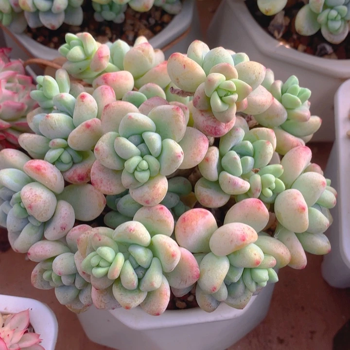 我***你多肉乐园精品罗琦