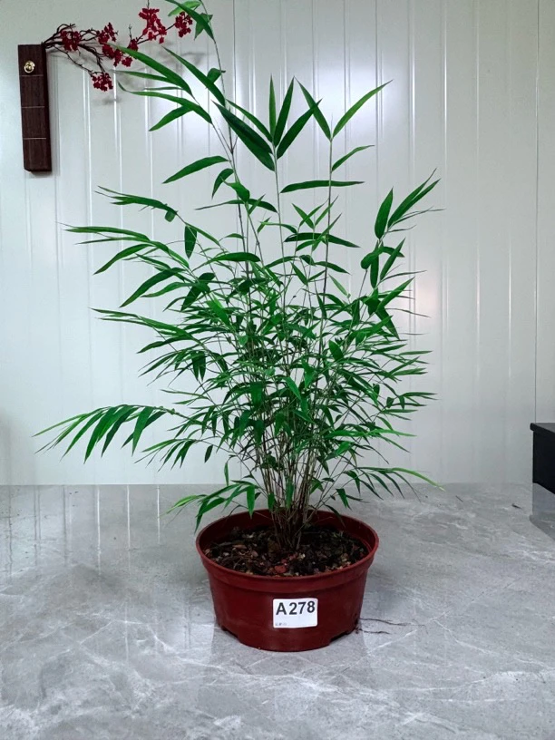 内门竹(种子苗)丛林室内款顺丰包邮盆栽