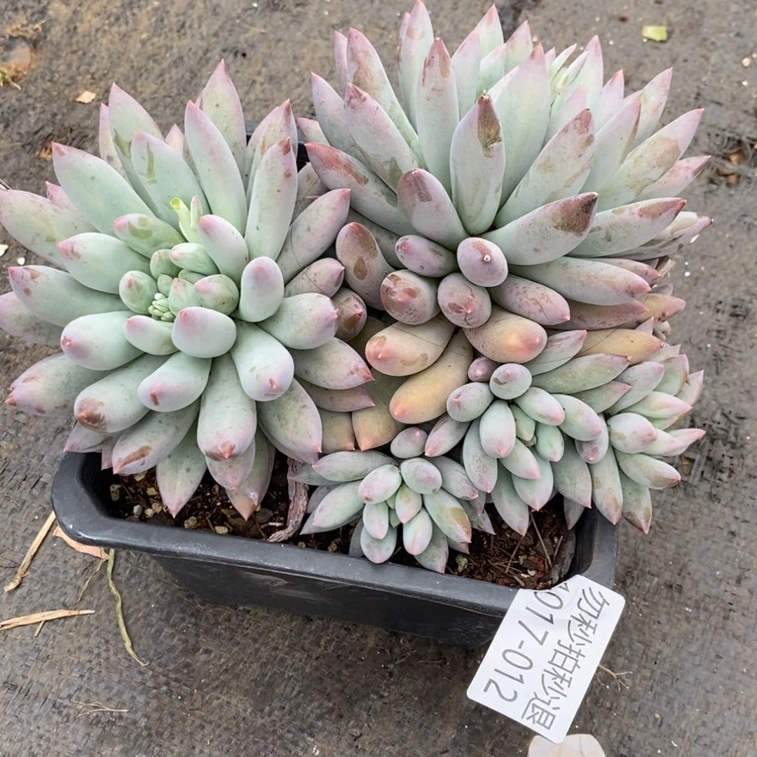 两单包邮1017-12所罗门