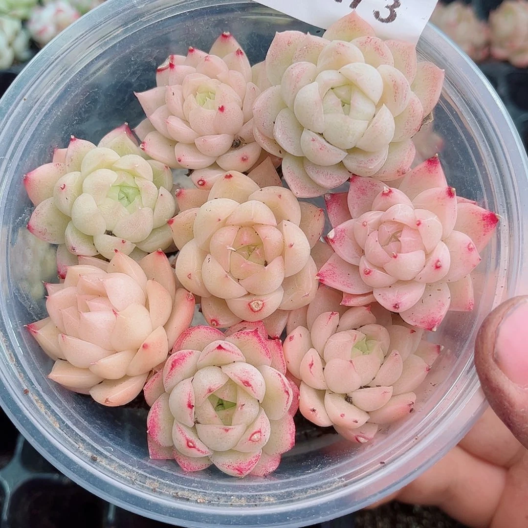 1-273 新疆西藏内蒙不发12.8包邮2-3公分多肉