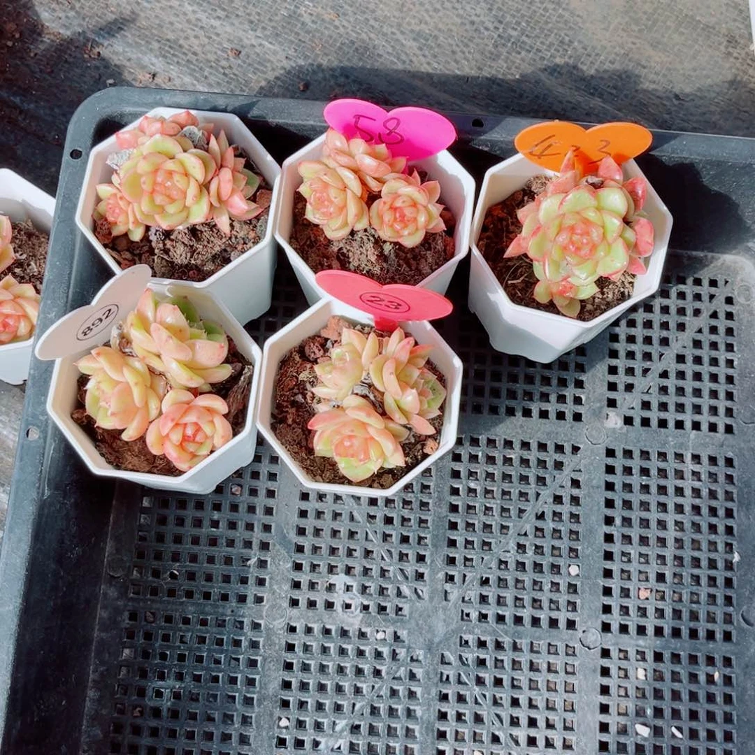 灵***灵风靡园艺灵灵专拍