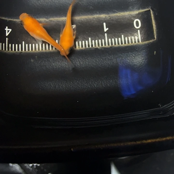 青鳉鱼78号拍品红初恋