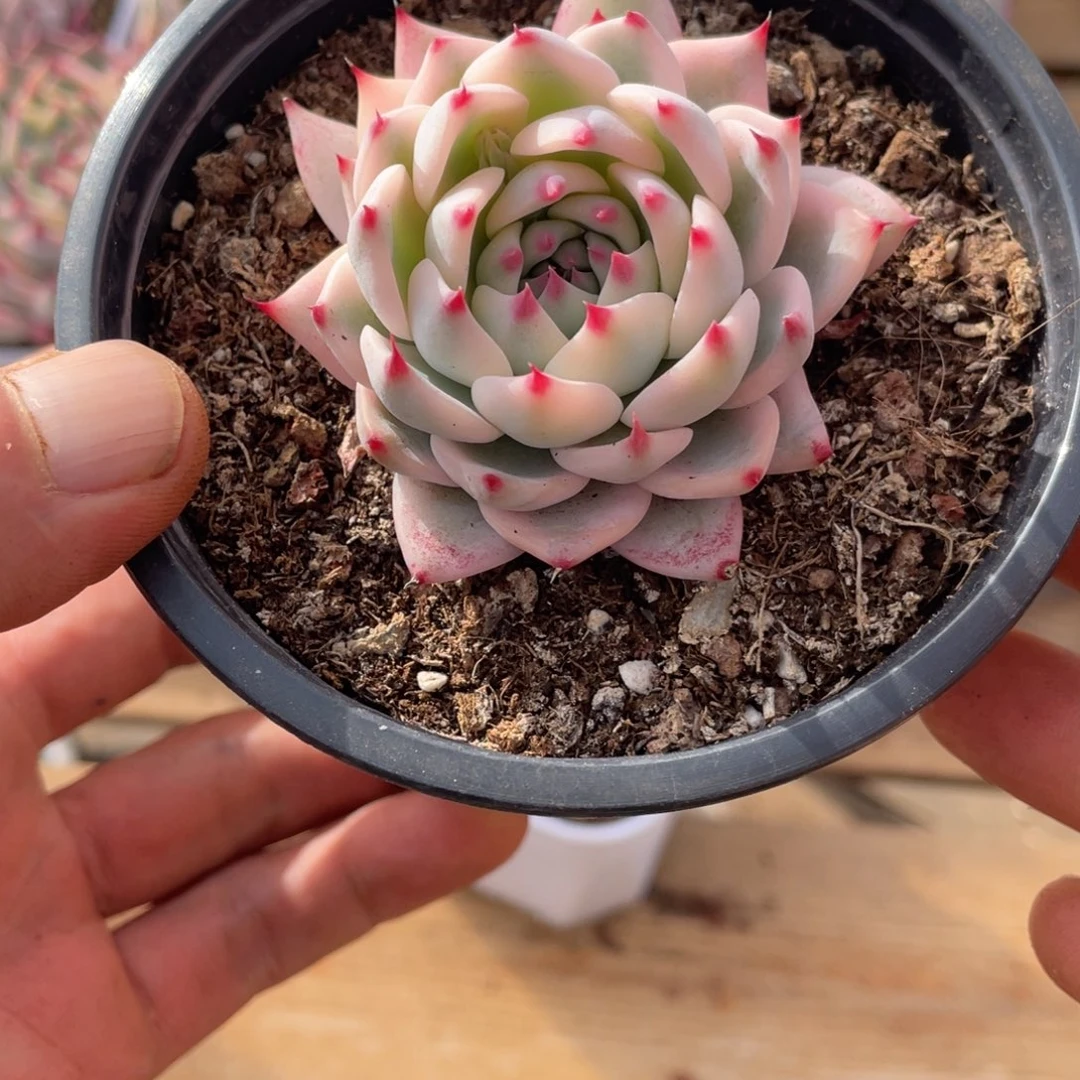 美*斯淘多肉吉娃娃锦一个