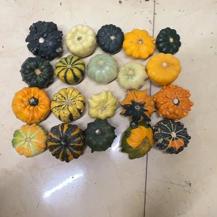 小***一墨西哥葫芦葫芦了旅途哭了
