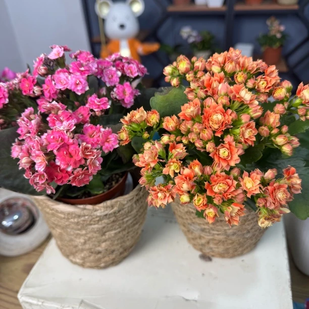 【新疆包邮】长寿花，自然散射光耐旱绿植，新手也能养的活