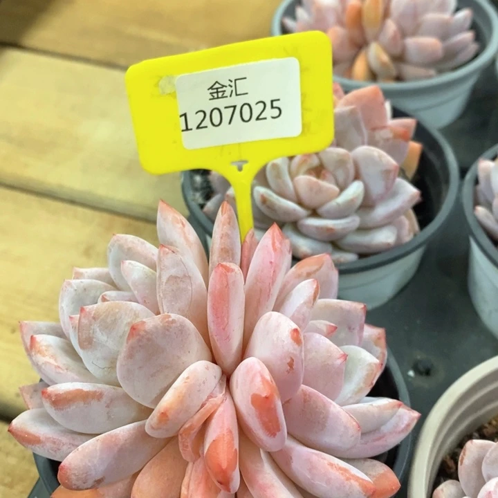 福利多多。1207025