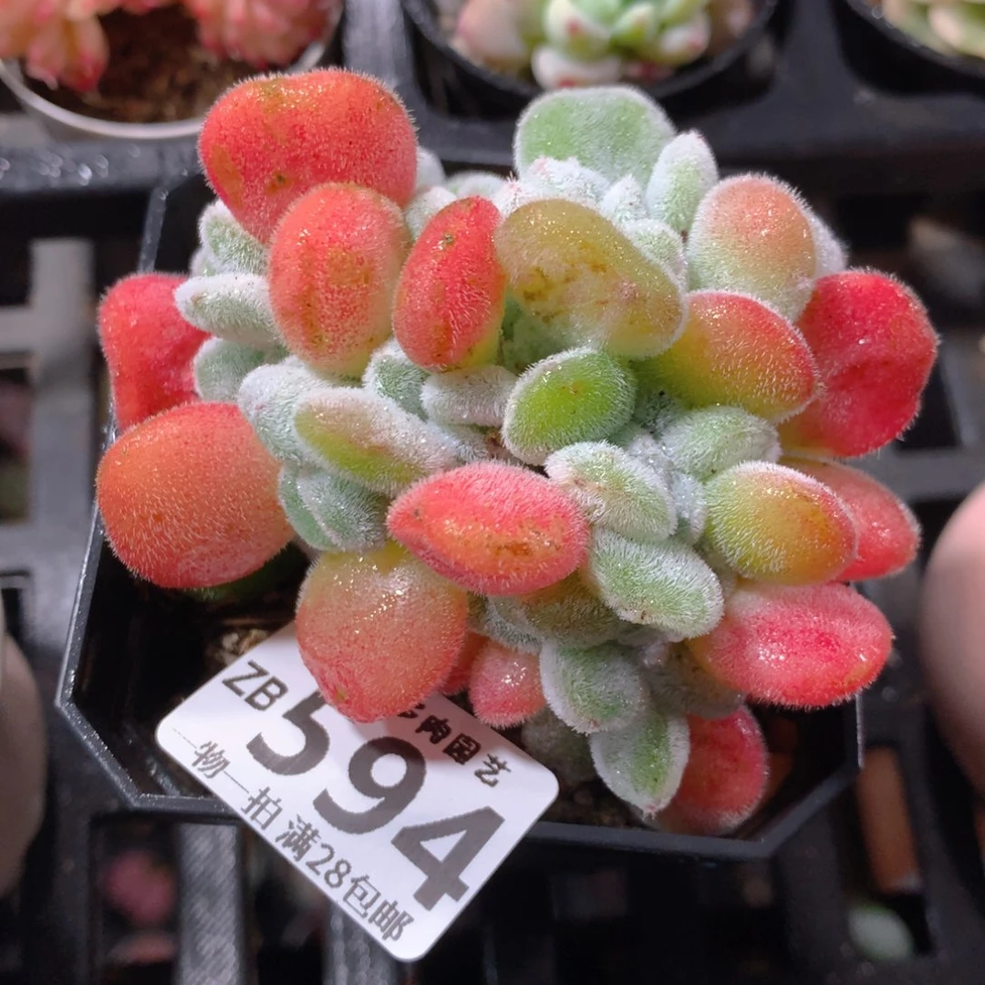 5CM拇指盆精控多肉ZB594